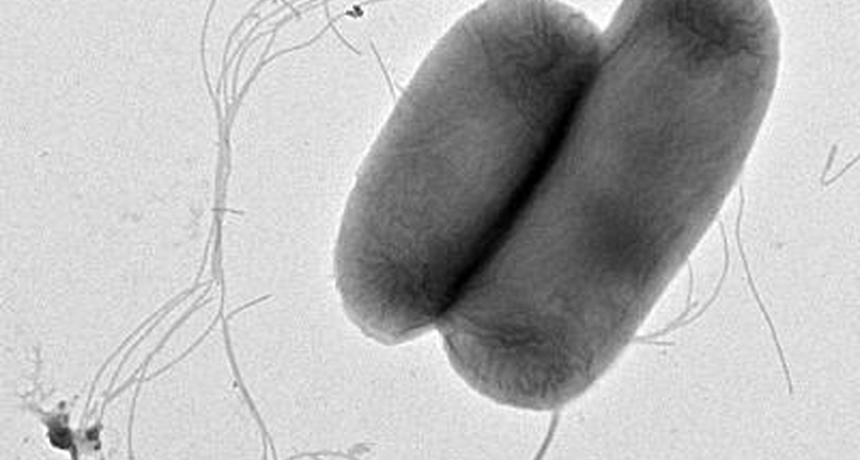 Salmonella Under the Microscope 3